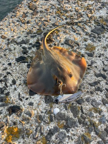 アカエイの釣果