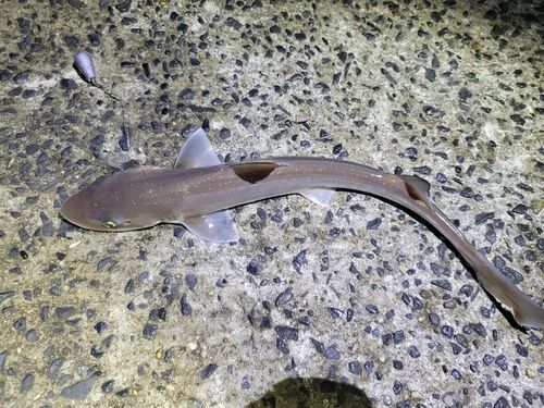 ホシザメの釣果