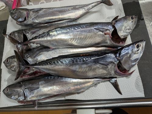 ソウダガツオの釣果