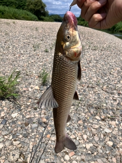 ニゴイの釣果