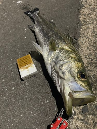 セイゴ(マルスズキ)の釣果