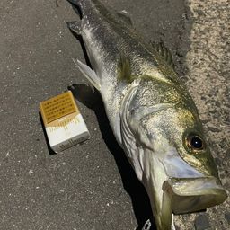 セイゴ(マルスズキ)