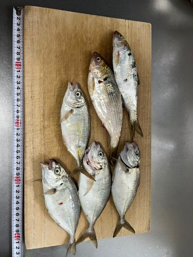 アジ
