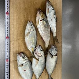 アジ