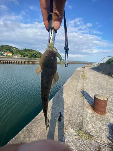 オオモンハタの釣果
