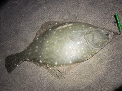 イシガレイの釣果