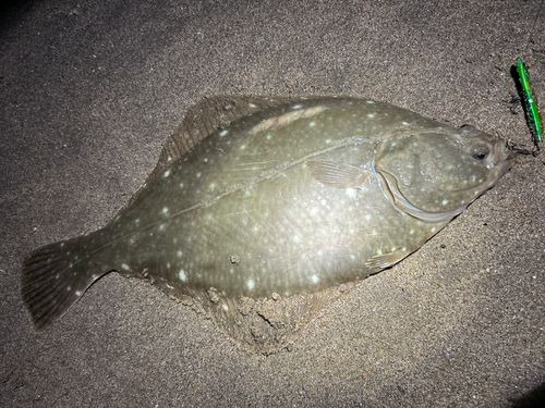 イシガレイの釣果