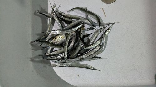 サヨリの釣果