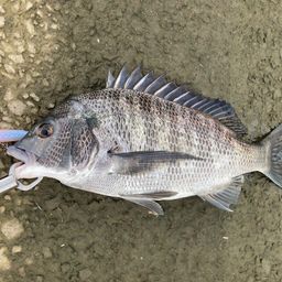 チヌ