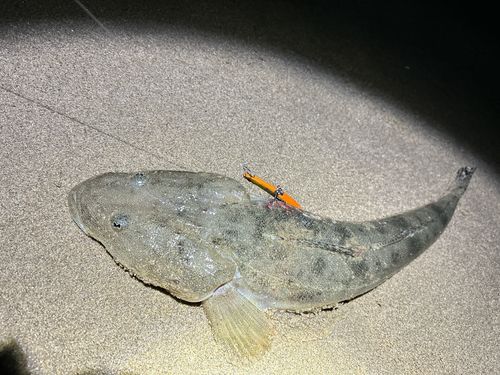 マゴチの釣果