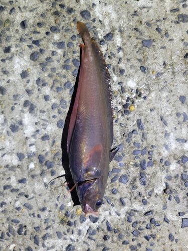 エゾイソアイナメの釣果