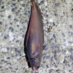 エゾイソアイナメ