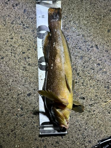 アイナメの釣果