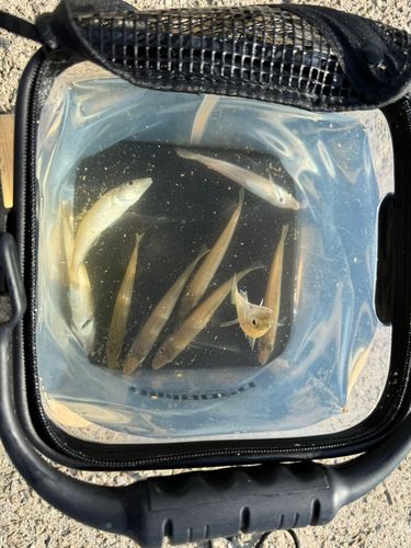 シロギスの釣果