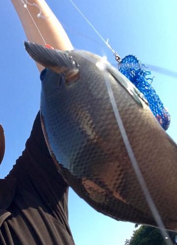 メジナの釣果