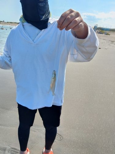 シロギスの釣果