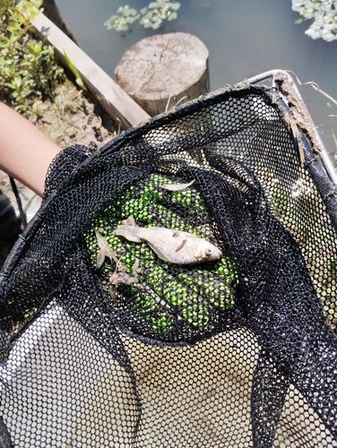 タイリクバラタナゴの釣果