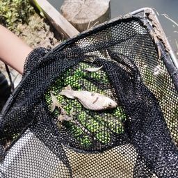 タイリクバラタナゴ