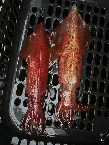 ケンサキイカの釣果