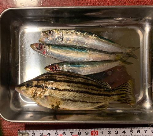 キスの釣果