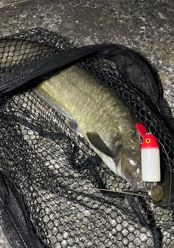 ナマズの釣果