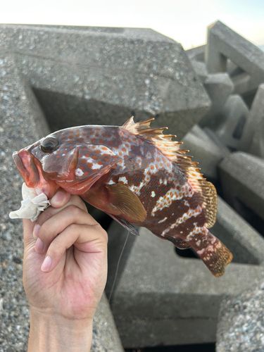 キジハタの釣果