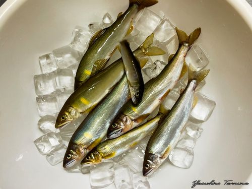 アユの釣果