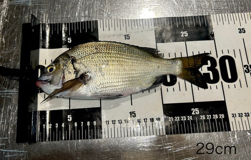 チヌの釣果