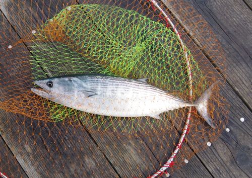 ハガツオの釣果