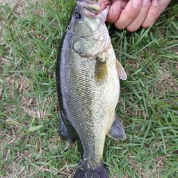 ブラックバス