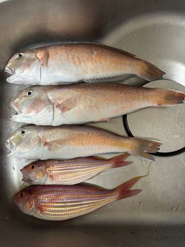 シロアマダイの釣果