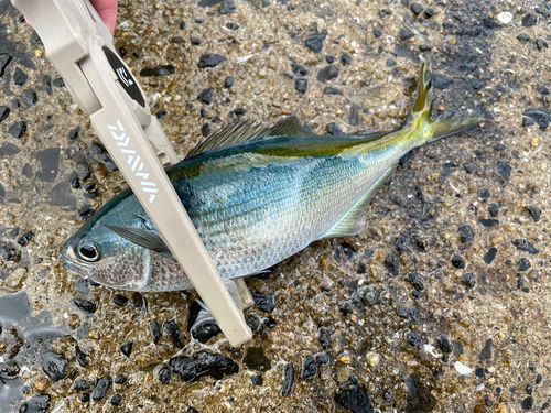 タカベの釣果