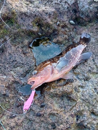 キジハタの釣果