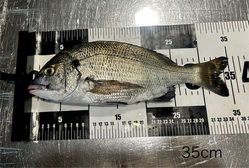 チヌの釣果
