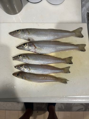 キスの釣果