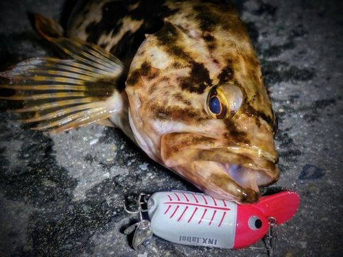 ベッコウゾイの釣果