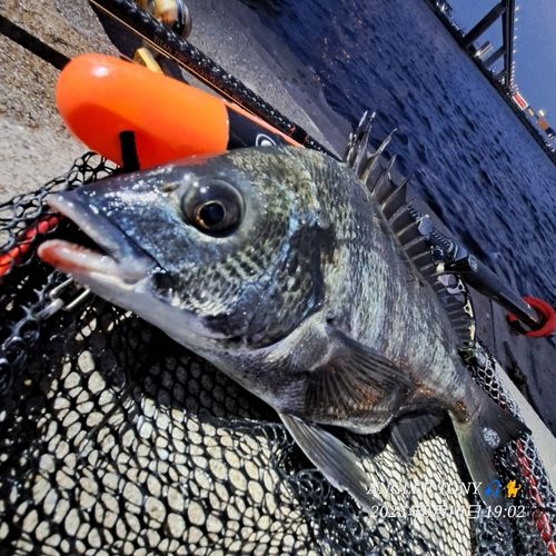 チヌの釣果