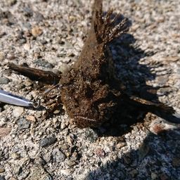 オニオコゼ