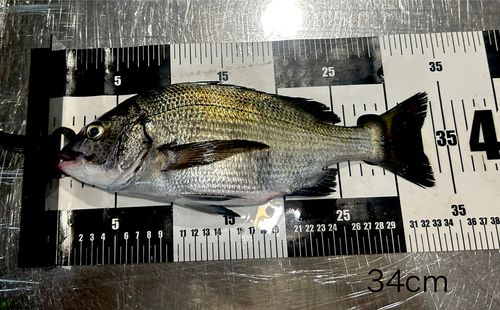 チヌの釣果