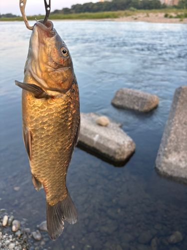 コイの釣果