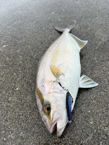 ショゴの釣果