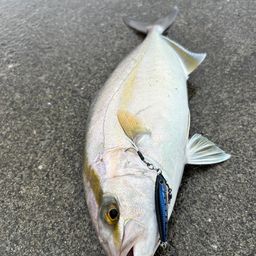 ショゴ