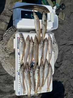 シロギスの釣果