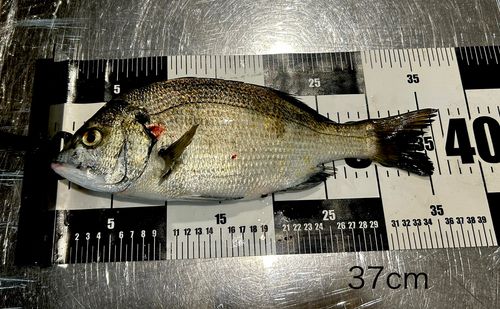 チヌの釣果