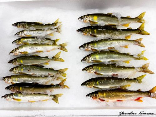アユの釣果