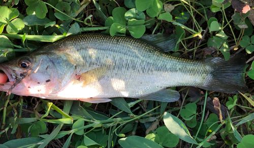 ブラックバスの釣果