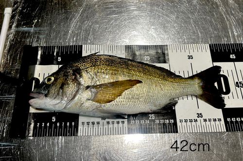 チヌの釣果