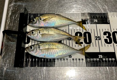 マアジの釣果