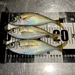 マアジ