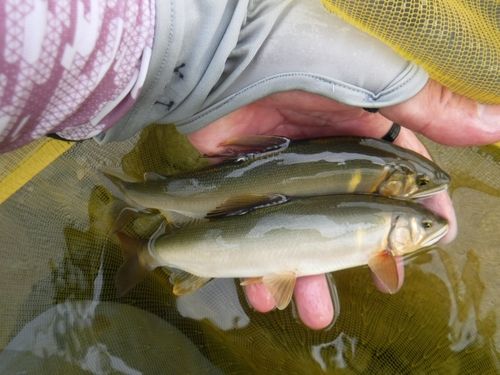 アユの釣果